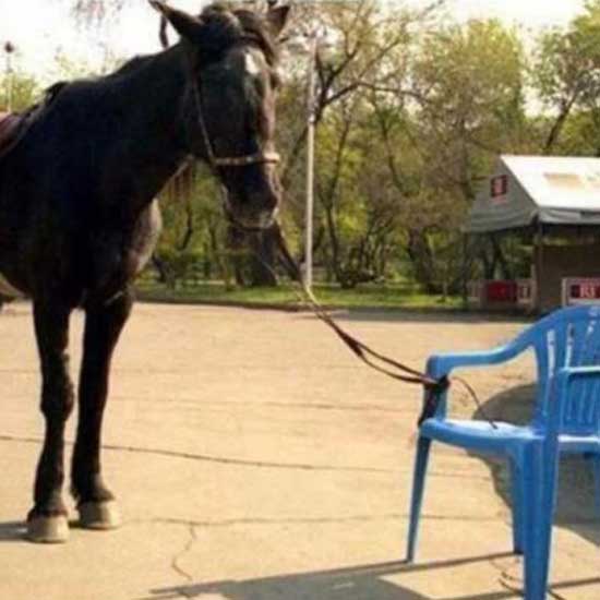 Horse tied to chair